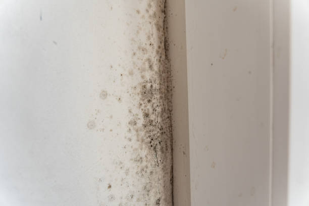 Best Attic Mold Removal  in Jericho, NY